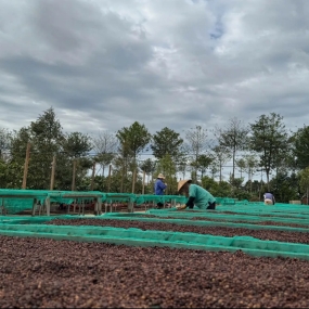 Tuyển chọn hạt Arabica & Robusta