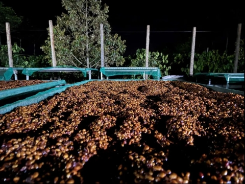 Kiểm định chất lượng & Cupping
